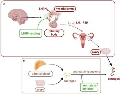 The recent progress of endocrine therapy-induced osteoporosis in estrogen-positive breast cancer therapy